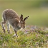 Mountain Hare (Lepus timidus) adult in summer pelage running across heather moorland